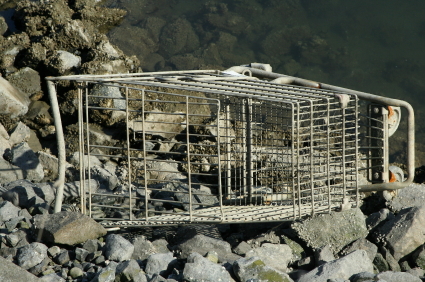 Abandoned Shoppring Cart